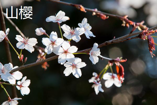 玉渊潭的花期，花期在每年3月下旬