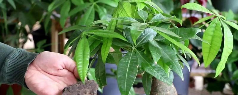 发财树烂根如何补救，可换土处理或减少浇水等