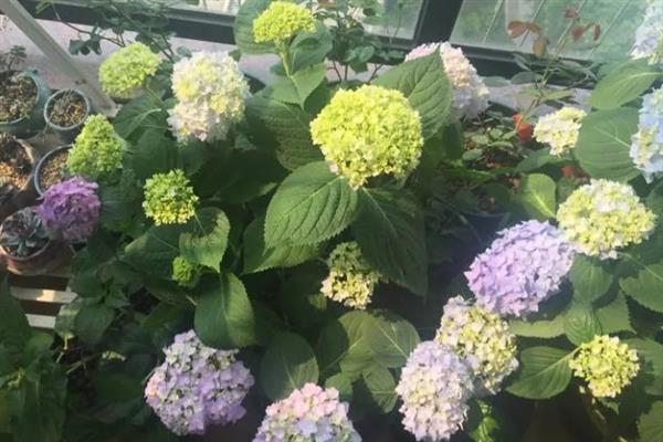 绣球冬天会不会冻死，低于5℃时绣球花就会受冻