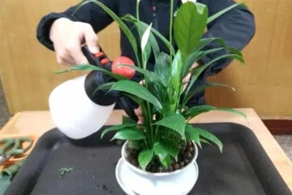 白掌的养殖方法，生长期间可每隔2-3天浇一次水