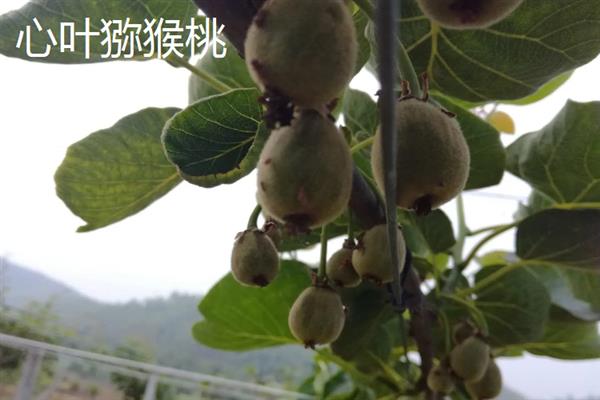 软枣猕猴桃和红心猕猴桃的区别，果肉颜色和果实形状不同