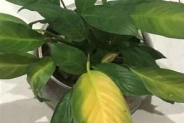 白掌的养殖方法，生长期间可每隔2-3天浇一次水