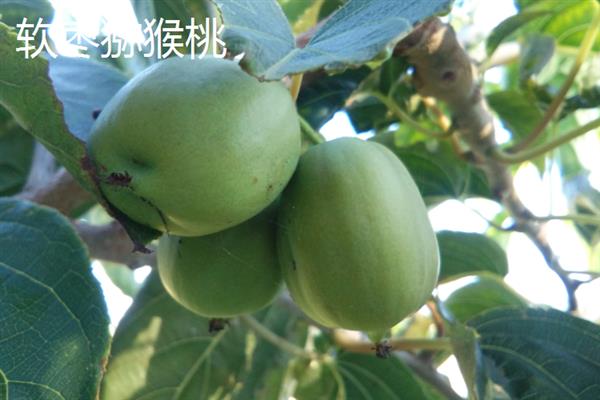 软枣猕猴桃和红心猕猴桃的区别，果肉颜色和果实形状不同