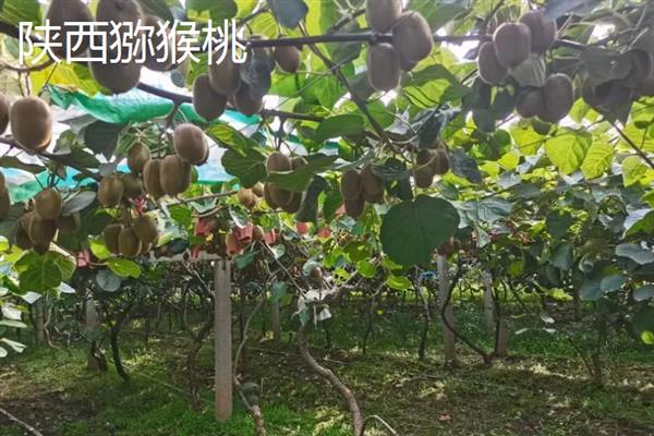 软枣猕猴桃和红心猕猴桃的区别，果肉颜色和果实形状不同