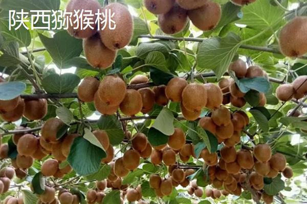 软枣猕猴桃和红心猕猴桃的区别，果肉颜色和果实形状不同