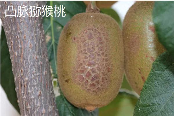 软枣猕猴桃和红心猕猴桃的区别，果肉颜色和果实形状不同