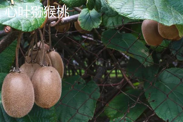 软枣猕猴桃和红心猕猴桃的区别，果肉颜色和果实形状不同