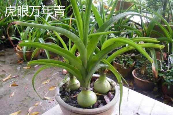 像大蒜的花有哪些花，有虎眼万年青、风信子、郁金香等