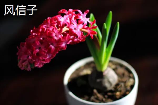 像大蒜的花有哪些花，有虎眼万年青、风信子、郁金香等