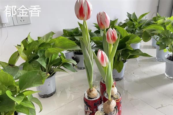像大蒜的花有哪些花，有虎眼万年青、风信子、郁金香等