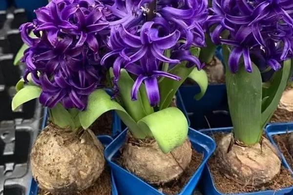 像大蒜的花有哪些花，有虎眼万年青、风信子、郁金香等