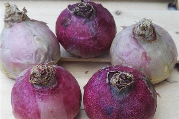 像大蒜的花有哪些花，有虎眼万年青、风信子、郁金香等