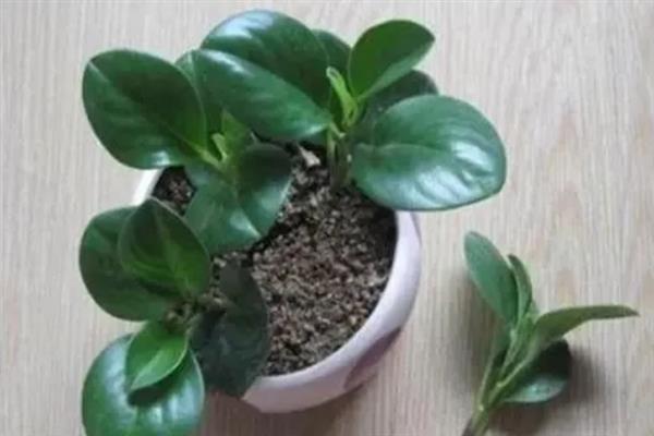 碧玉的养殖方法，冬季要让植株充分晒光
