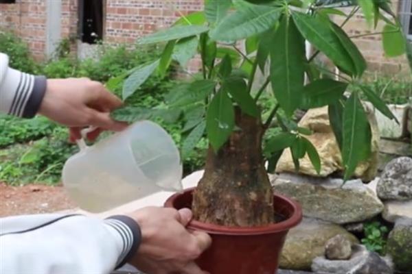 发财树烂根如何补救，可换土处理或减少浇水等