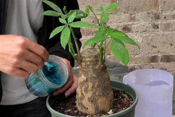 发财树烂根如何补救，可换土处理或减少浇水等