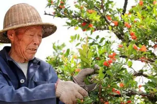 石榴怎么管理，花期环割枝条可提高坐果率