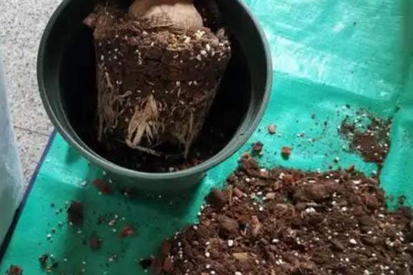 对红的养殖方法，喜欢生长在湿度较高的环境中