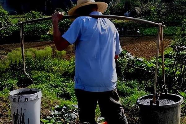 菠菜如何施肥，种植时间不同导致施肥方式不一样