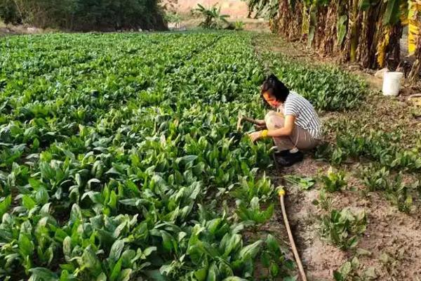 菠菜如何施肥，种植时间不同导致施肥方式不一样