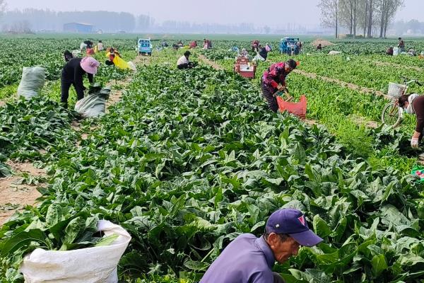 菠菜如何施肥，种植时间不同导致施肥方式不一样