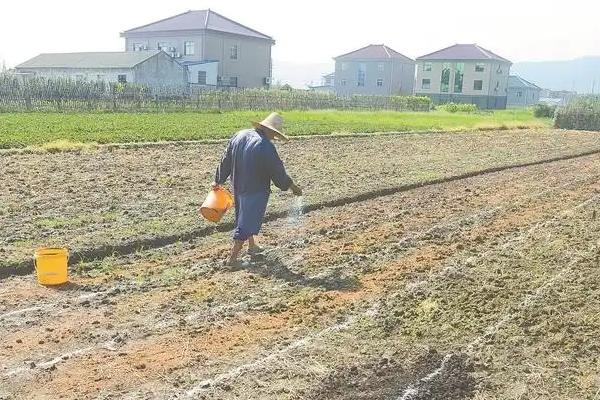 菠菜如何施肥，种植时间不同导致施肥方式不一样