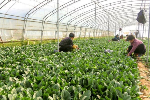 菠菜如何施肥，种植时间不同导致施肥方式不一样