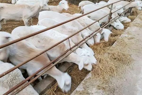 羊为什么吃羊毛，缺少营养、养殖密度过大等原因均会导致