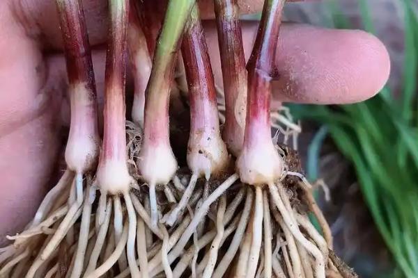 9月份能不能栽韭菜根，种植后可以提高成活率