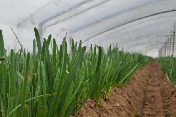 9月份能不能栽韭菜根，种植后可以提高成活率