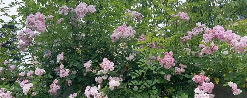 粉色蔷薇花有哪些花语，寓意爱的誓言、美丽邂逅等