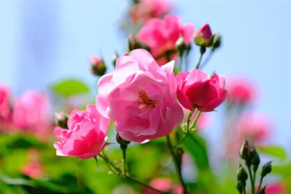 粉色蔷薇花有哪些花语，寓意爱的誓言、美丽邂逅等