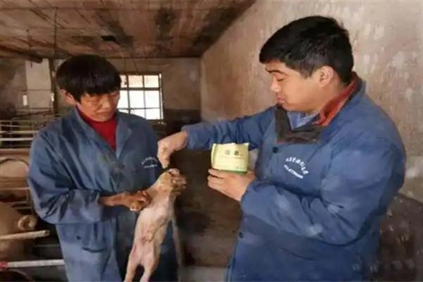 仔猪出生多久能吃开口料，经过7天便可开始饲喂