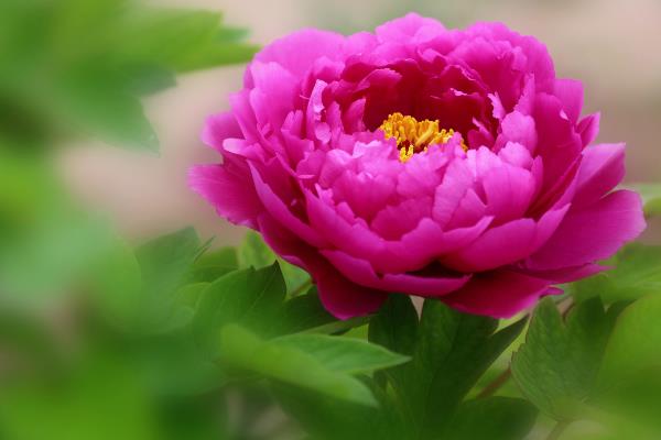 牡丹的特点，其花色众多且品种多样