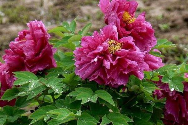 牡丹的特点，其花色众多且品种多样