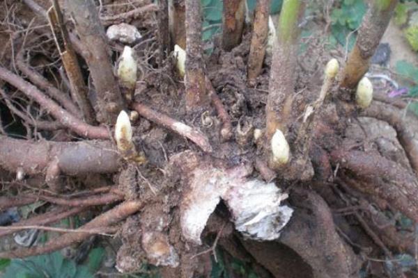 牡丹的特点，其花色众多且品种多样