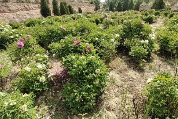 牡丹的特点，其花色众多且品种多样