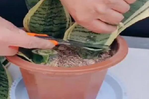 虎皮兰长得太高怎么处理，要及时进行修剪处理