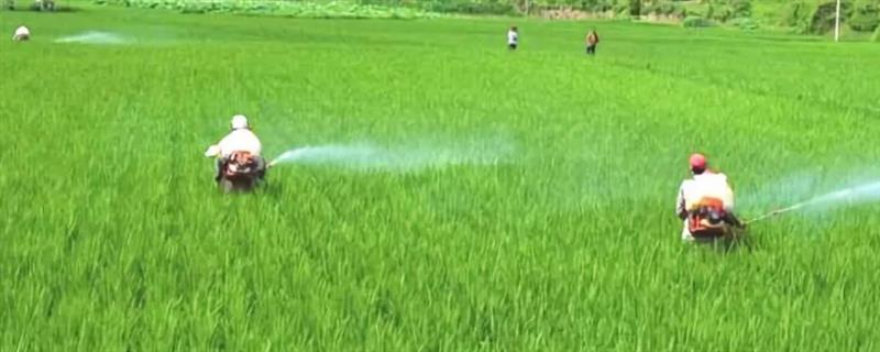 水稻什么时间施肥好，移栽前就需要施足基肥