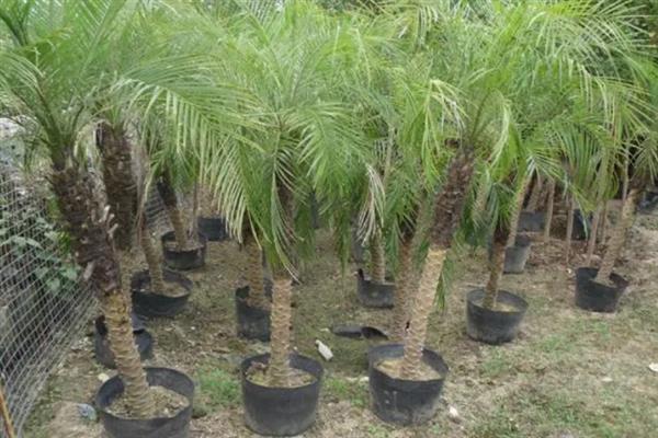 针葵的养殖方法，春秋季节需每周浇水1-2次