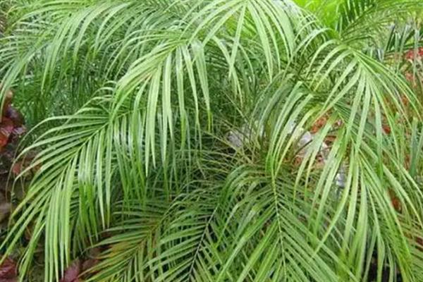 针葵的养殖方法，春秋季节需每周浇水1-2次