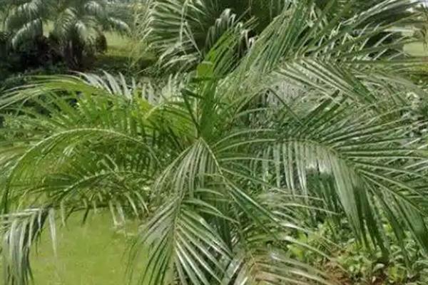 针葵的养殖方法，春秋季节需每周浇水1-2次