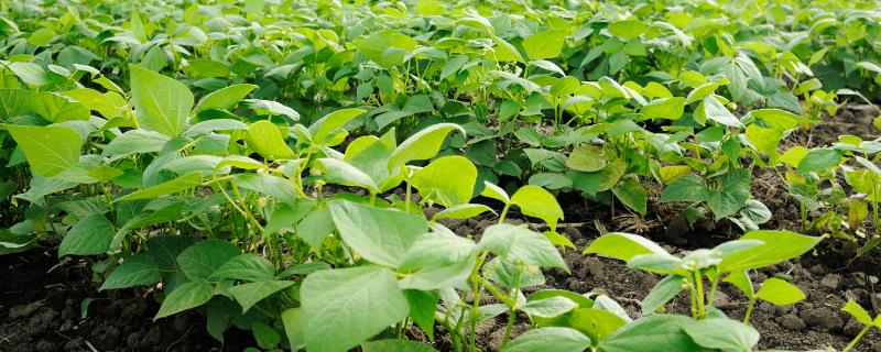 如何对夏大豆施肥才能高产，要增加有机肥、磷肥的使用量