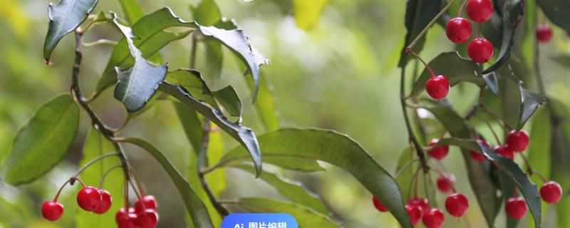 紫金牛的养殖方法，生长期间每隔2-3个月追施一次混合肥