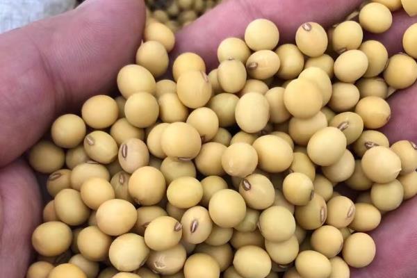 如何对夏大豆施肥才能高产，要增加有机肥、磷肥的使用量