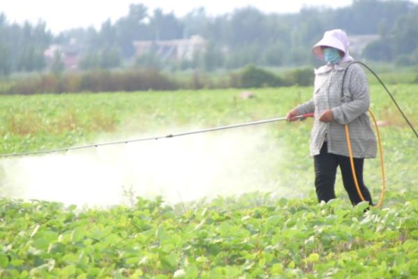 如何对夏大豆施肥才能高产，要增加有机肥、磷肥的使用量