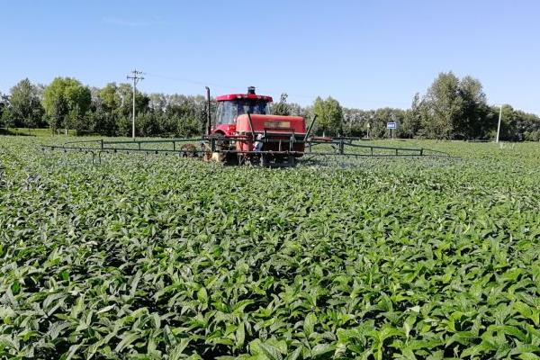 如何对夏大豆施肥才能高产，要增加有机肥、磷肥的使用量