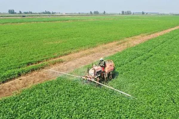 如何对夏大豆施肥才能高产，要增加有机肥、磷肥的使用量