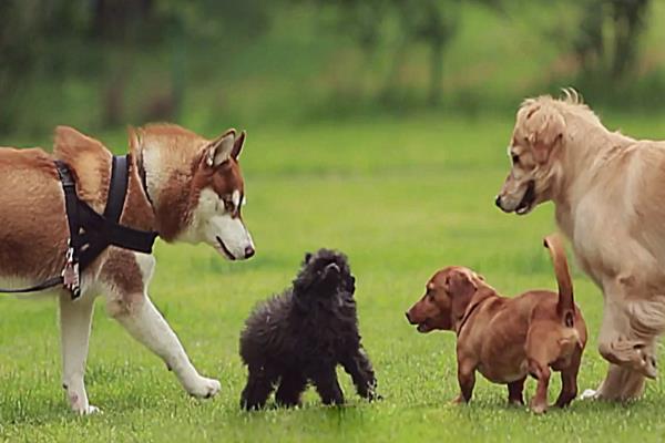 狂犬病的潜伏期，潜伏期为2到8周