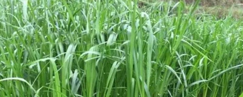 黑麦草的播种时间，一般为2-4月份、9-11月份