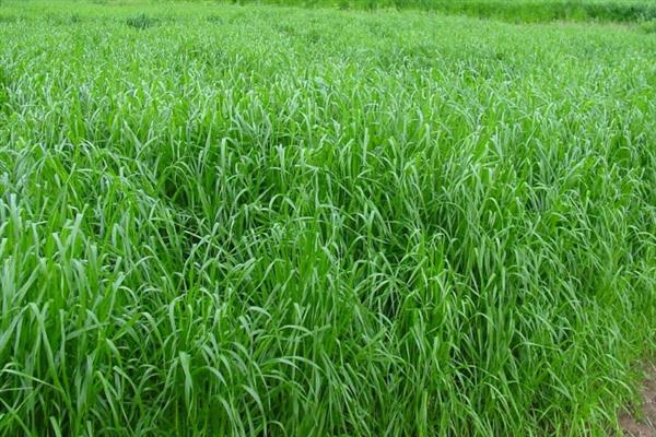 黑麦草的播种时间，一般为2-4月份、9-11月份